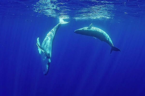 Humpback whale (Megaptera novaeangliae) male and female pair courting, Tubuai, French Polynesia, Pacific Ocean