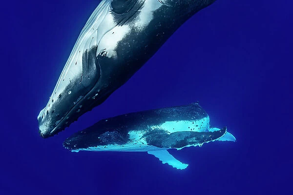 Humpback whale (Megaptera novaeangliae) pair swim together, Tubuai, French Polynesia, Pacific Ocean