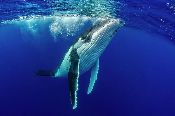 Humpback whale (Megaptera novaeangliae) surfacing, Tubuai, French Polynesia, Pacific Ocean