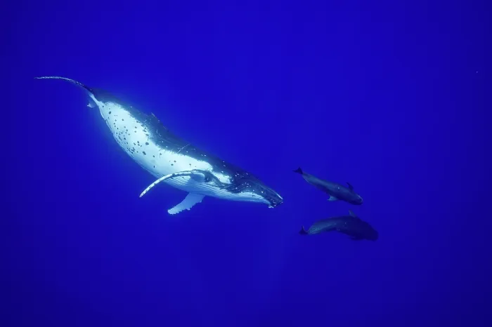Framed Print : Humpback whale (Megaptera novaeangliae) playing with two Short finned pilot whales (Globicephala macrorhynchus), off Moorea, French Polynesia, Pacific Ocean Framed Print : Humpback whale (Megaptera novaeangliae) playing with two Short finned pilot whales (Globicephala macrorhynchus), off Moorea, French Polynesia, Pacific Ocean