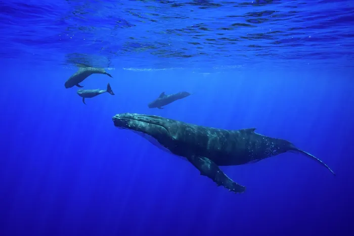 Framed Print : Humpback whale (Megaptera novaeangliae) playing with Short finned pilot whales (Globicephala macrorhynchus) underwater off Moorea, French Polynesia, Pacific Ocean Framed Print : Humpback whale (Megaptera novaeangliae) playing with Short finned pilot whales (Globicephala macrorhynchus) underwater off Moorea, French Polynesia, Pacific Ocean