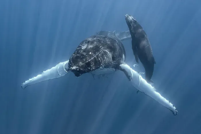 Framed Print : Humpback whale (Megaptera novaeangliae australis) female, stationary with calf heading to surface for breath of air. Vava'u, Tonga, South Pacific