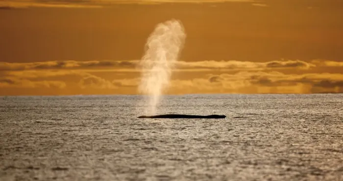 Framed Print : Humpback whale (Megaptera novaeangliae) blowing at sunset, Disko Bay, Greenland