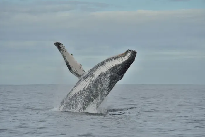 Framed Print : Humpback whale (Megaptera novaeangliae) breaching, Kwazulu-Natal, South Africa Framed Print : Humpback whale (Megaptera novaeangliae) breaching, Kwazulu-Natal, South Africa