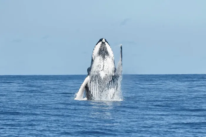 Framed Print : Humpback whale (Megaptera novaeangliae) breaching, Vava'u, Tonga, South Pacific Framed Print : Humpback whale (Megaptera novaeangliae) breaching, Vava'u, Tonga, South Pacific