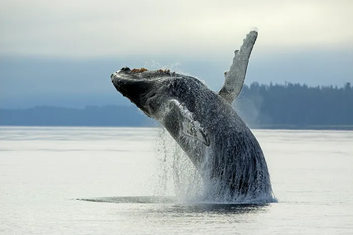 Framed Print : Humpback whale (Megaptera novaeangliae) breaching, Frederick Sound, Alaska, USA, Pacific Ocean Framed Print : Humpback whale (Megaptera novaeangliae) breaching, Frederick Sound, Alaska, USA, Pacific Ocean