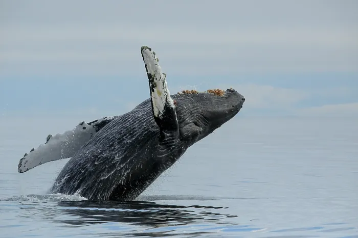 Framed Print : Humpback whale (Megaptera novaeangliae) breaching, Frederick Sound, Alaska, USA, Pacific Ocean Framed Print : Humpback whale (Megaptera novaeangliae) breaching, Frederick Sound, Alaska, USA, Pacific Ocean
