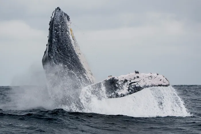 Framed Print : Humpback whale (Megaptera novaeangliae) breaching, Machalilla National Park, Manabi, Ecuador, Pacific Ocean Framed Print : Humpback whale (Megaptera novaeangliae) breaching, Machalilla National Park, Manabi, Ecuador, Pacific Ocean