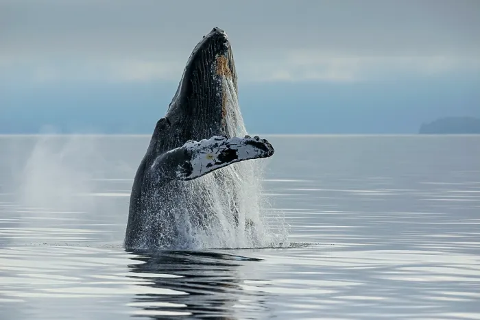 Framed Print : Humpback whale (Megaptera novaeangliae) breaching from the calm, misty waters of Frederick Sound, Alaska, USA. July Framed Print : Humpback whale (Megaptera novaeangliae) breaching from the calm, misty waters of Frederick Sound, Alaska, USA. July