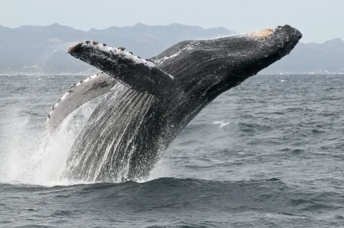 Framed Print : Humpback whale (Megaptera novaeangliae) breaching - leaping out of the water, Sea of Cortez Framed Print : Humpback whale (Megaptera novaeangliae) breaching - leaping out of the water, Sea of Cortez