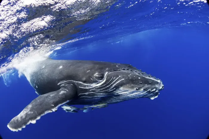 Framed Print : Humpback Whale (Megaptera novaeangliae) calf. Tonga, South Pacific, September Framed Print : Humpback Whale (Megaptera novaeangliae) calf. Tonga, South Pacific, September