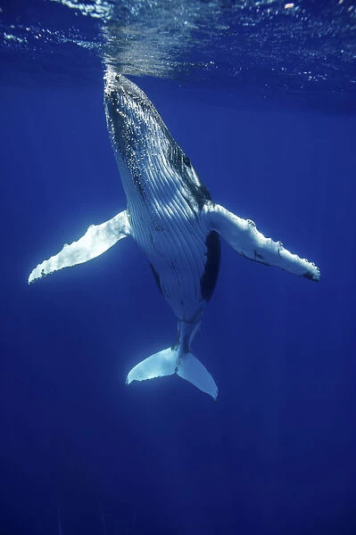 Humpback Whale (Megaptera novaeangliae) calf. Tonga, South Pacific, September