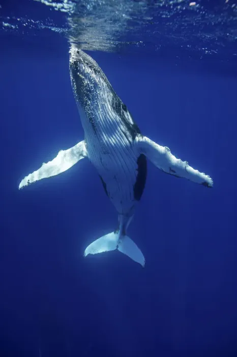 Framed Print : Humpback Whale (Megaptera novaeangliae) calf. Tonga, South Pacific, September