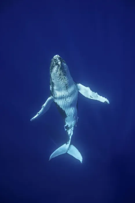 Framed Print : Humpback Whale (Megaptera novaeangliae) calf, Tonga, South Pacific, September