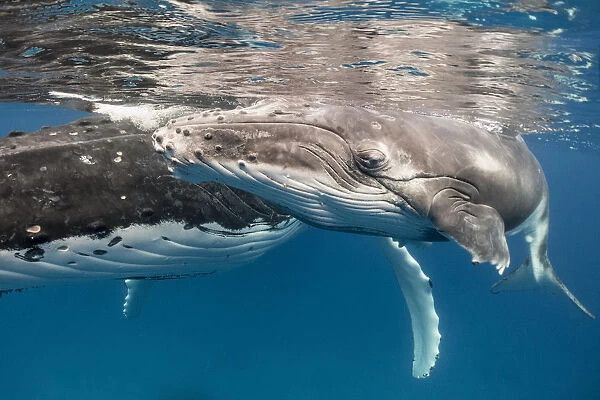 Humpback whale (Megaptera novaeangliae) calf, Vava u, Tonga