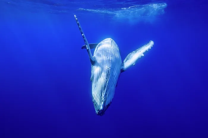Framed Print : Humpback whale (Megaptera novaeangliae) calf, diving underwater, off Tubuai, French Polynesia, Pacific Ocean Framed Print : Humpback whale (Megaptera novaeangliae) calf, diving underwater, off Tubuai, French Polynesia, Pacific Ocean