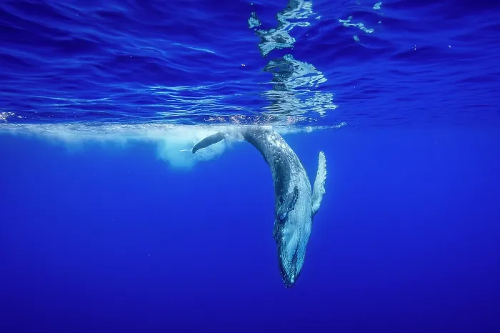 Framed Print : Humpback whale (Megaptera novaeangliae) calf, underweight and abandoned, diving underwater, off Tubuai, French Polynesia, Pacific Ocean Framed Print : Humpback whale (Megaptera novaeangliae) calf, underweight and abandoned, diving underwater, off Tubuai, French Polynesia, Pacific Ocean