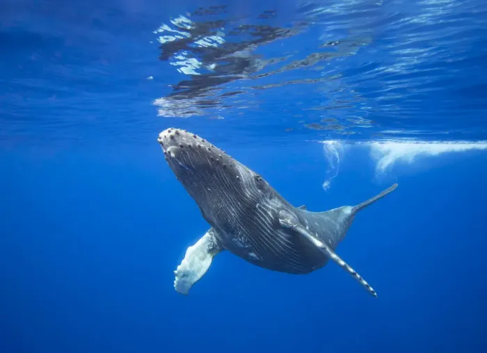 Framed Print : Humpback whale (Megaptera novaeangliae) calf near the surface, Hawaii Framed Print : Humpback whale (Megaptera novaeangliae) calf near the surface, Hawaii