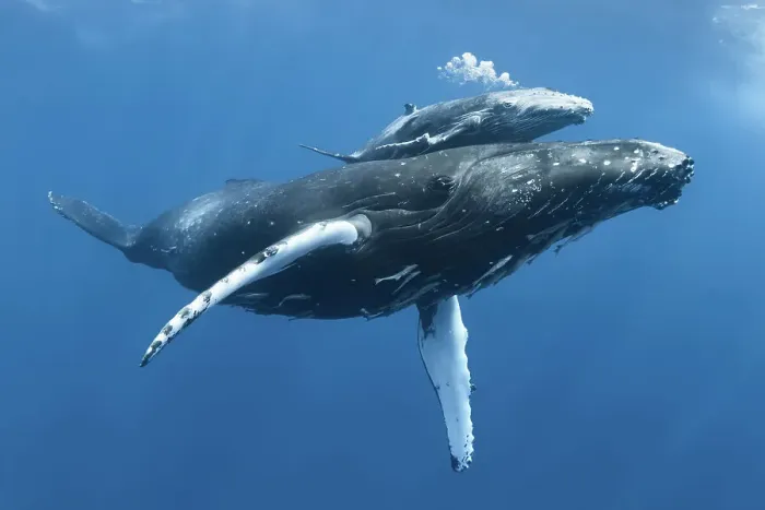 Framed Print : Humpback whale (Megaptera novaeangliae) calf Tahafa male with injured pectoral fin and scarred body, with mother. Vava'u, Tonga, Pacific Ocean. COP26 Countdown Photo Competition 2021 Finalist Framed Print : Humpback whale (Megaptera novaeangliae) calf Tahafa male with injured pectoral fin and scarred body, with mother. Vava'u, Tonga, Pacific Ocean. COP26 Countdown Photo Competition 2021 Finalist