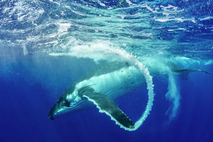 Framed Print : Humpback whale (Megaptera novaeangliae) creating bubble arc with fin after surfacing, Tubuai, French Polynesia, Pacific Ocean