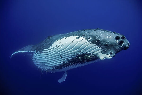 Humpback Whale (Megaptera novaeangliae) female. Tonga, South Pacific, September