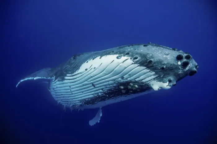 Framed Print : Humpback Whale (Megaptera novaeangliae) female. Tonga, South Pacific, September Framed Print : Humpback Whale (Megaptera novaeangliae) female. Tonga, South Pacific, September