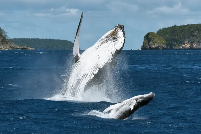 Framed Print : Humpback whale (Megaptera novaeangliae) female breaching together with her male calf. The calf had a large wound on his left peduncle area, one that appeared to be the result of a large bite, Vava'u, Tonga, South Pacific Framed Print : Humpback whale (Megaptera novaeangliae) female breaching together with her male calf. The calf had a large wound on his left peduncle area, one that appeared to be the result of a large bite, Vava'u, Tonga, South Pacific