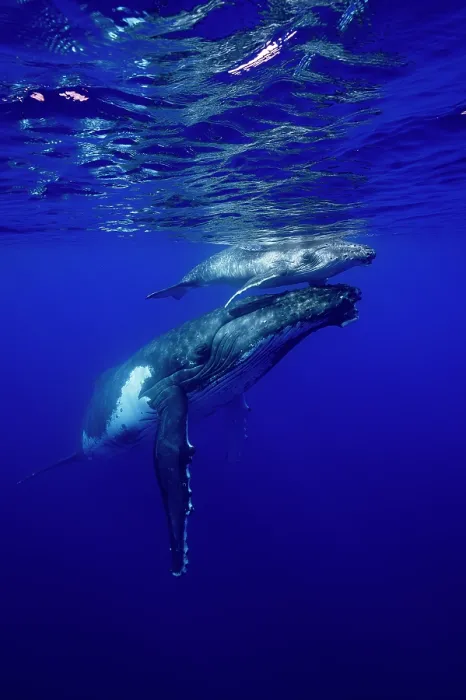 Framed Print : Humpback whale (Megaptera novaeangliae) female and calf, off Tubuai, French Polynesia, Pacific Ocean Framed Print : Humpback whale (Megaptera novaeangliae) female and calf, off Tubuai, French Polynesia, Pacific Ocean