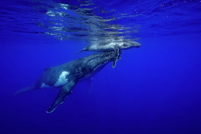 Framed Print : Humpback whale (Megaptera novaeangliae) female and calf, off Tubuai, French Polynesia, Pacific Ocean Framed Print : Humpback whale (Megaptera novaeangliae) female and calf, off Tubuai, French Polynesia, Pacific Ocean