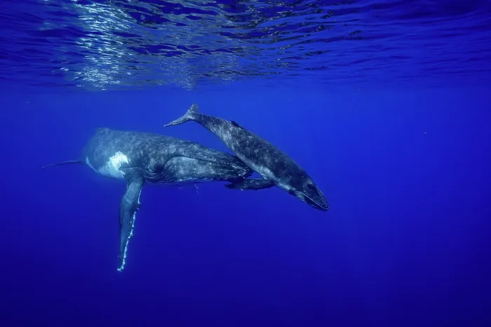 Framed Print : Humpback whale (Megaptera novaeangliae) female and calf, off Tubuai, French Polynesia, Pacific Ocean