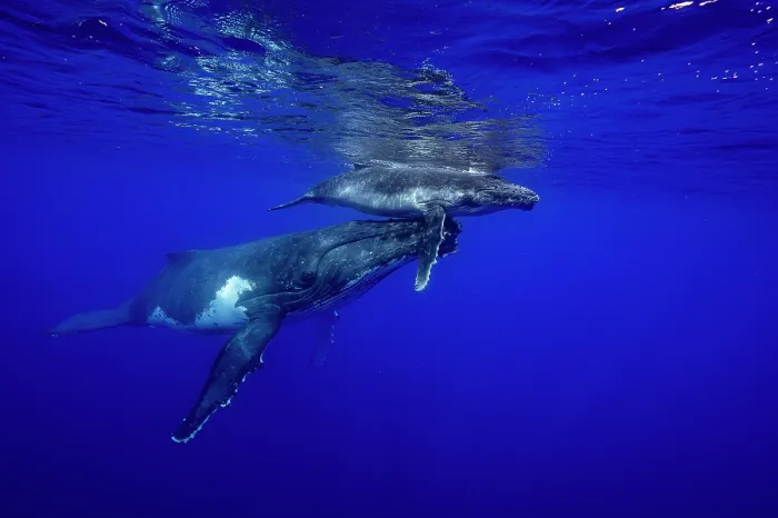 Framed Print : Humpback whale (Megaptera novaeangliae) female with calf swimming close to ocean surface, off Tubuai, French Polynesia, Pacific Ocean Framed Print : Humpback whale (Megaptera novaeangliae) female with calf swimming close to ocean surface, off Tubuai, French Polynesia, Pacific Ocean