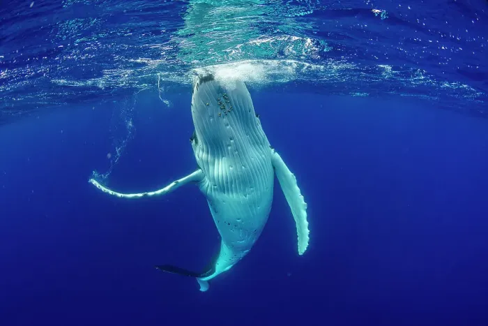 Framed Print : Humpback whale (Megaptera novaeangliae) female swimming at surface, Tubuai, French Polynesia, Pacific Ocean Framed Print : Humpback whale (Megaptera novaeangliae) female swimming at surface, Tubuai, French Polynesia, Pacific Ocean