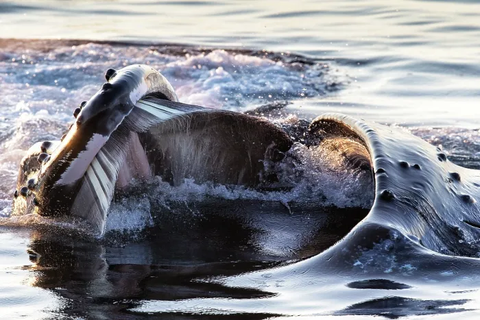 Framed Print : Humpback whale (Megaptera novaeangliae) lunge-feeding, showing baleen plates, southeast Alaska, USA, Pacific Ocean Framed Print : Humpback whale (Megaptera novaeangliae) lunge-feeding, showing baleen plates, southeast Alaska, USA, Pacific Ocean
