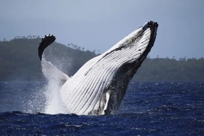 Framed Print : Humpback whale (Megaptera novaeangliae) male breaching in front of Hunga island in Vava u