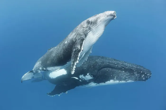 Framed Print : Humpback whale (Megaptera novaeangliae) male calf with his mother. Vava'u, Tonga. South Pacific Framed Print : Humpback whale (Megaptera novaeangliae) male calf with his mother. Vava'u, Tonga. South Pacific