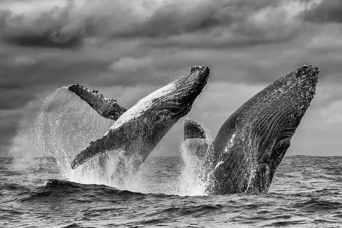 Framed Print : Two Humpback whale (Megaptera novaeangliae) males breaching simultaneously, Isla de la Plata, Puerto Lopez, Santa Elena Peninsula, Ecuador, Pacific Ocean Framed Print : Two Humpback whale (Megaptera novaeangliae) males breaching simultaneously, Isla de la Plata, Puerto Lopez, Santa Elena Peninsula, Ecuador, Pacific Ocean