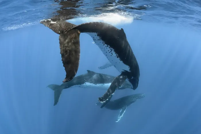 Framed Print : Three Humpback whale (Megaptera novaeangliae) males engaging in high-energy social interaction, Kingdom of Tonga, Pacific Ocean Framed Print : Three Humpback whale (Megaptera novaeangliae) males engaging in high-energy social interaction, Kingdom of Tonga, Pacific Ocean