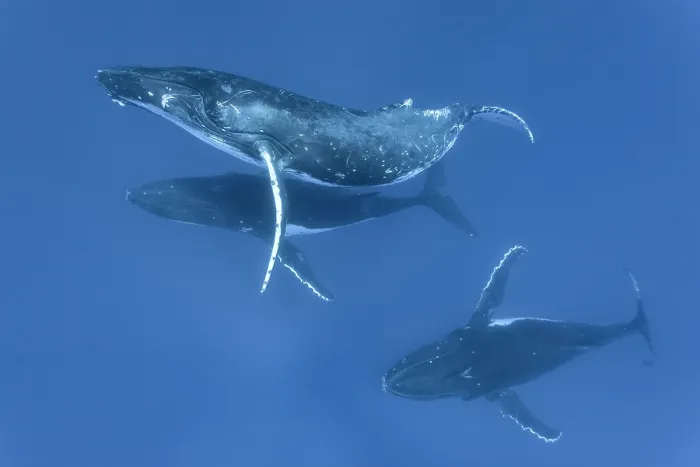 Framed Print : Three Humpback whale (Megaptera novaeangliae) males engaging in social interaction for an extended period of time Framed Print : Three Humpback whale (Megaptera novaeangliae) males engaging in social interaction for an extended period of time