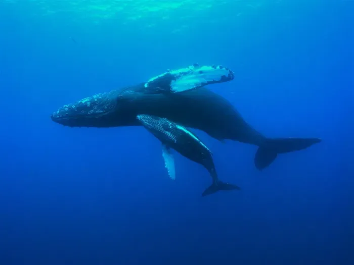 Framed Print : Humpback whale (Megaptera novaeangliae) mother and calf swimming, Hawaii, Pacific Ocean Framed Print : Humpback whale (Megaptera novaeangliae) mother and calf swimming, Hawaii, Pacific Ocean