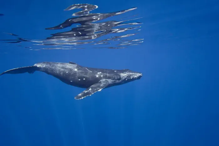 Framed Print : Humpback whale (Megaptera novaeangliae) off the coast of Lanai, Hawaii Framed Print : Humpback whale (Megaptera novaeangliae) off the coast of Lanai, Hawaii