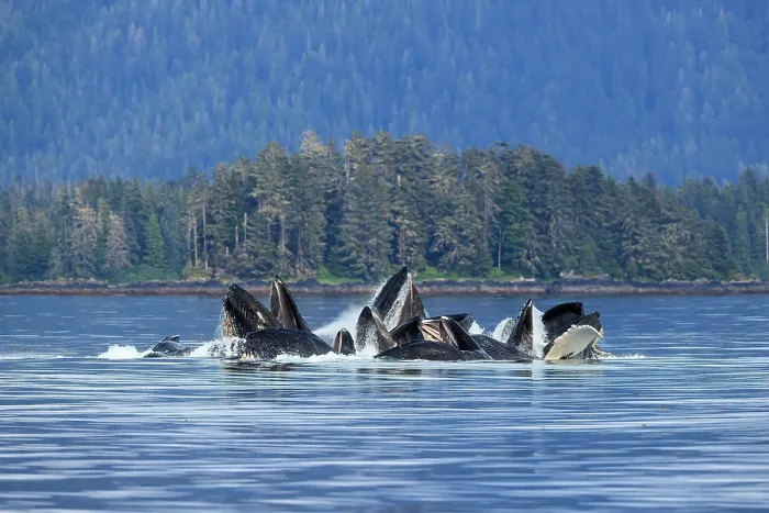Framed Print : Humpback whale (Megaptera novaeangliae) pod, bubble-net feeding at water surface, Tebenkof Bay, Alaska, USA. July Framed Print : Humpback whale (Megaptera novaeangliae) pod, bubble-net feeding at water surface, Tebenkof Bay, Alaska, USA. July