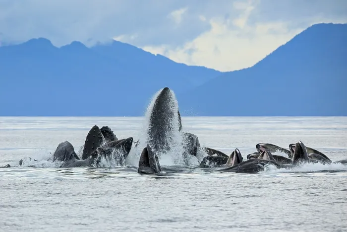 Framed Print : Humpback whale (Megaptera novaeangliae) pod bubble-net feeding at water surface, Frederick Sound, Alaska, USA, Pacific Ocean Framed Print : Humpback whale (Megaptera novaeangliae) pod bubble-net feeding at water surface, Frederick Sound, Alaska, USA, Pacific Ocean