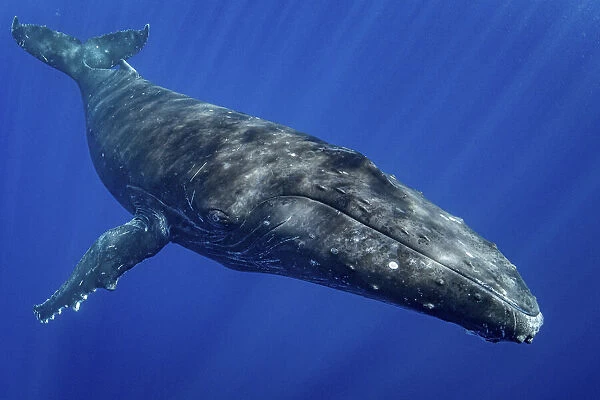 Humpback whale (Megaptera novaeangliae) portrait, Moorea, French Polynesia