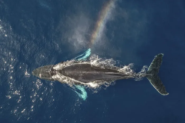 Framed Print : Humpback whale (Megaptera novaeangliae) spouting, rainbow effect created in spray Framed Print : Humpback whale (Megaptera novaeangliae) spouting, rainbow effect created in spray