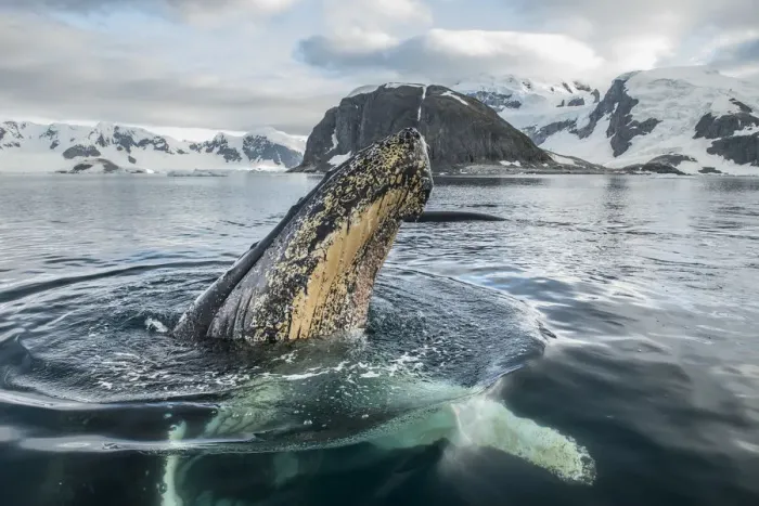 Framed Print : Humpback whale (Megaptera novaeangliae) spyhoping, Antarctic Peninsula, Antarctica Framed Print : Humpback whale (Megaptera novaeangliae) spyhoping, Antarctic Peninsula, Antarctica