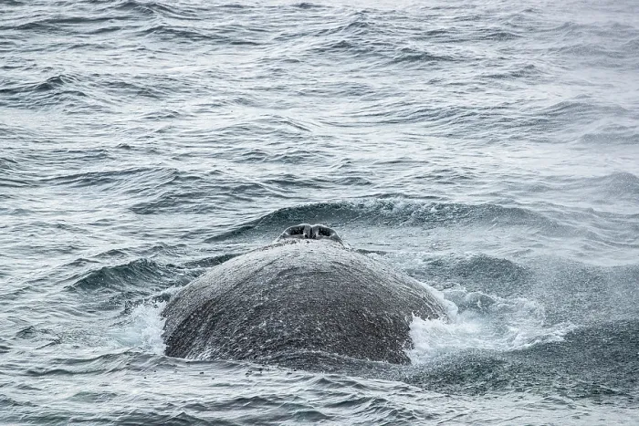 Framed Print : Humpback whale (Megaptera novaeangliae) surfacing, Gerlache Strait, Antarctic Peninsula, Antarctica Framed Print : Humpback whale (Megaptera novaeangliae) surfacing, Gerlache Strait, Antarctic Peninsula, Antarctica
