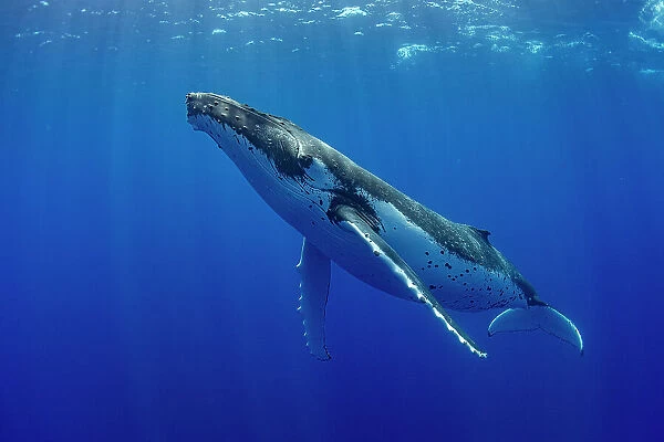 Humpback whale (Megaptera novaeangliae) swimming, Tubuai, French Polynesia, Pacific Ocean