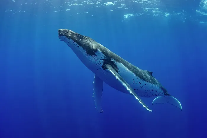 Framed Print : Humpback whale (Megaptera novaeangliae) swimming, Tubuai, French Polynesia, Pacific Ocean Framed Print : Humpback whale (Megaptera novaeangliae) swimming, Tubuai, French Polynesia, Pacific Ocean