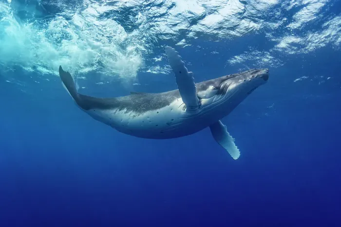 Framed Print : Humpback whale (Megaptera novaeangliae) swimming just below the ocean surface, Tubuai, French Polynesia, Pacific Ocean Framed Print : Humpback whale (Megaptera novaeangliae) swimming just below the ocean surface, Tubuai, French Polynesia, Pacific Ocean