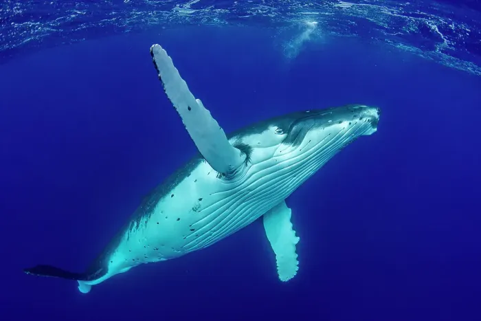 Framed Print : Humpback whale (Megaptera novaeangliae) swimming towards surface, Tubuai, French Polynesia, Pacific Ocean Framed Print : Humpback whale (Megaptera novaeangliae) swimming towards surface, Tubuai, French Polynesia, Pacific Ocean